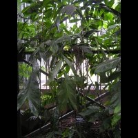 Chamaedorea Oblongata (fam. Arecacees) (Amerique centrale) (3)